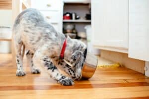 clean pet bowl